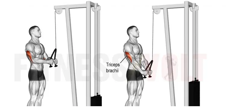 Cable Tricep Pushdowns - 3x15