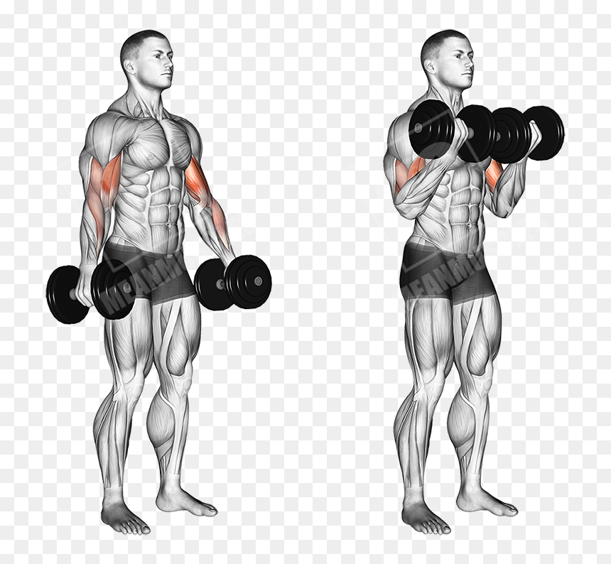 Dumbbell Bicep Curls