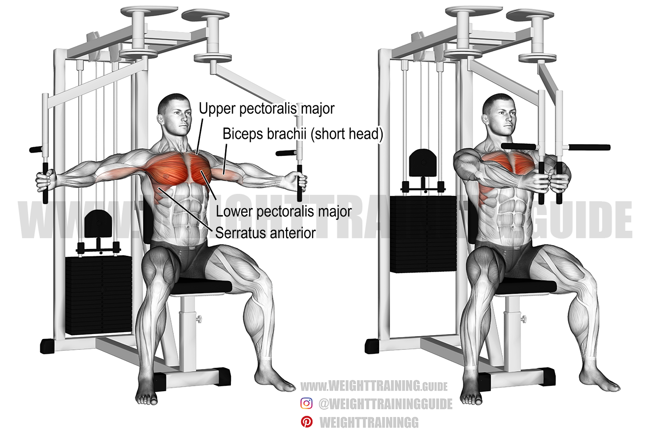 Machine or Cable Chest Flies